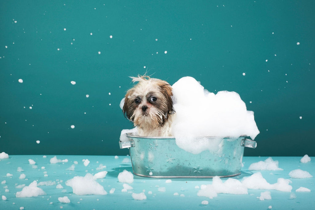 Can You Wash a Dog with Human Shampoo?