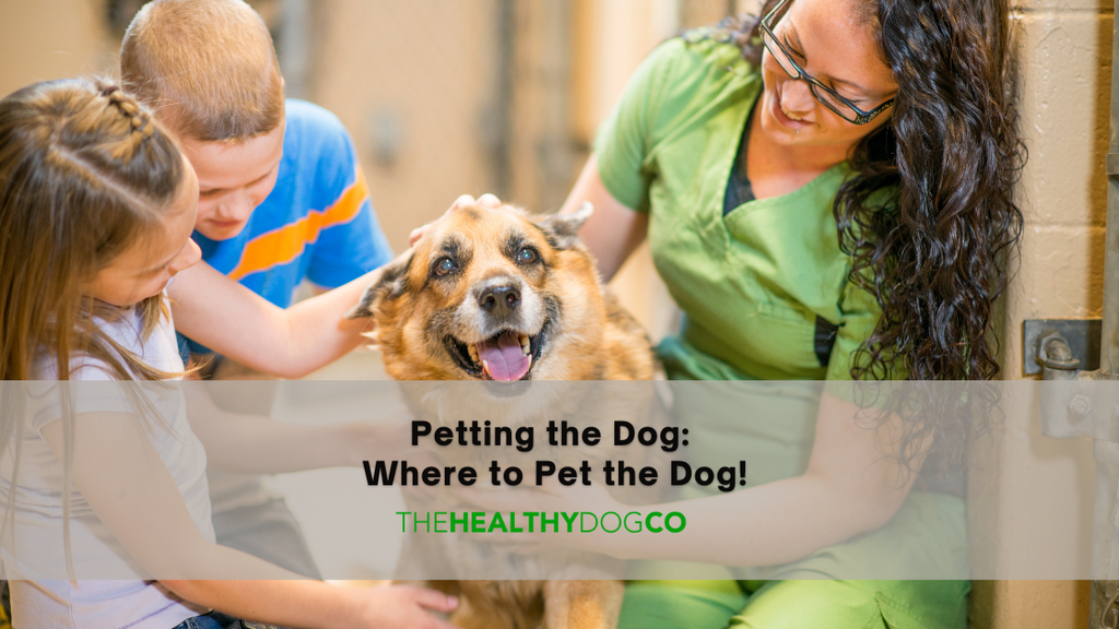 Patting the Dog: Where to Pet a Dog?