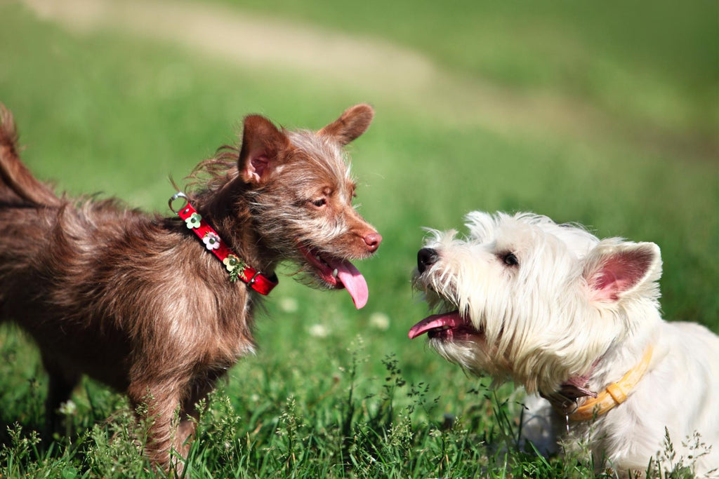 How Dogs Communicate with Each Other?