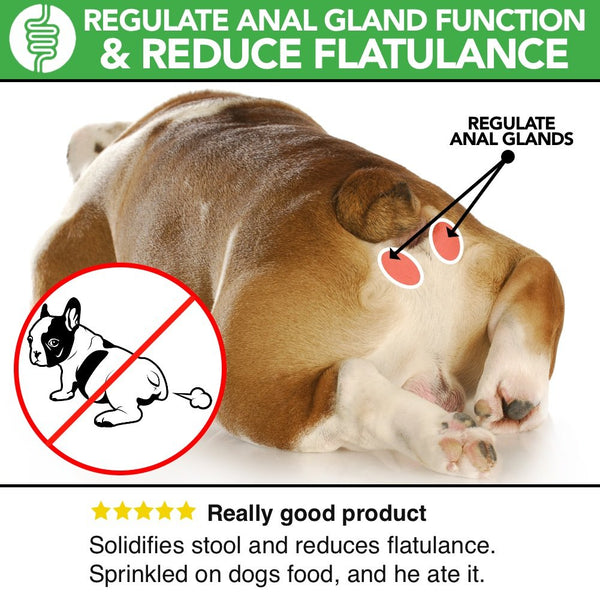 My healthy pet probiotics shop and enzymes