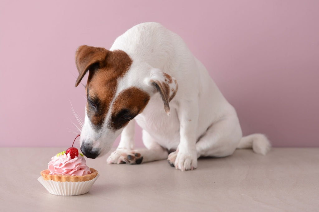 are dogs allowed to eat cake