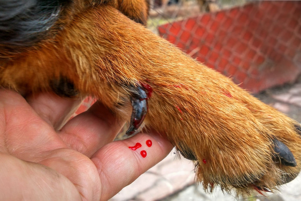 Three Tips on Dog Nail Biting - Ruffgers Dog Blog