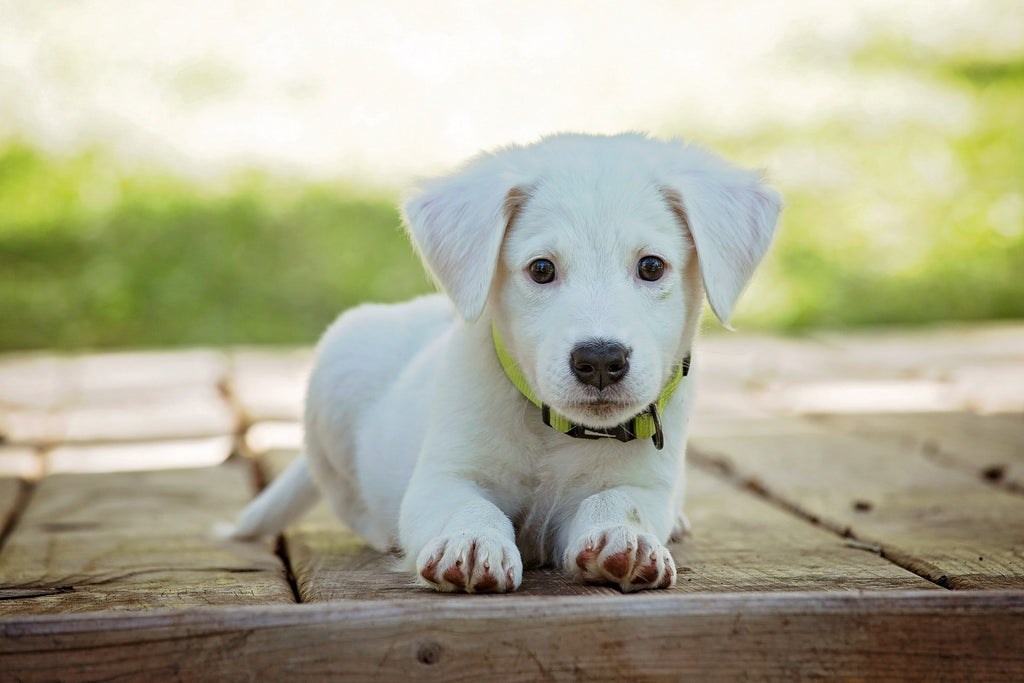 Caring for Little Dogs