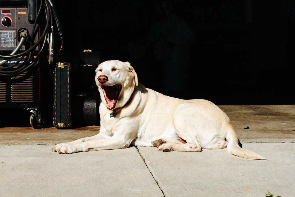 Dental Care for Dogs