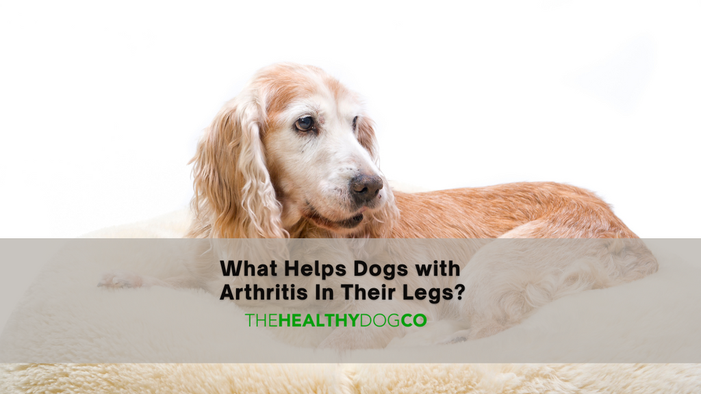 What helps dogs with arthritis in their legs?