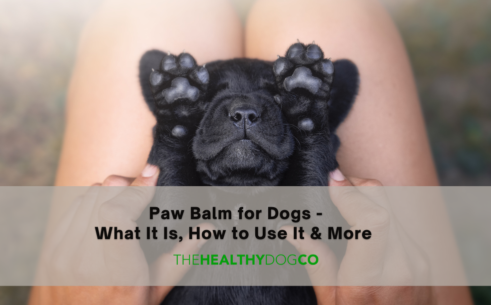 Paw Balm for Dogs: What it is, How to Use It & More