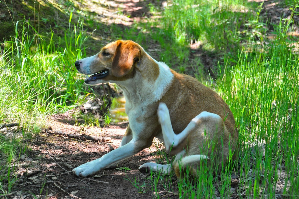 Does Putting A Dog In Water With Fleas On Its Body Drown The Fleas?