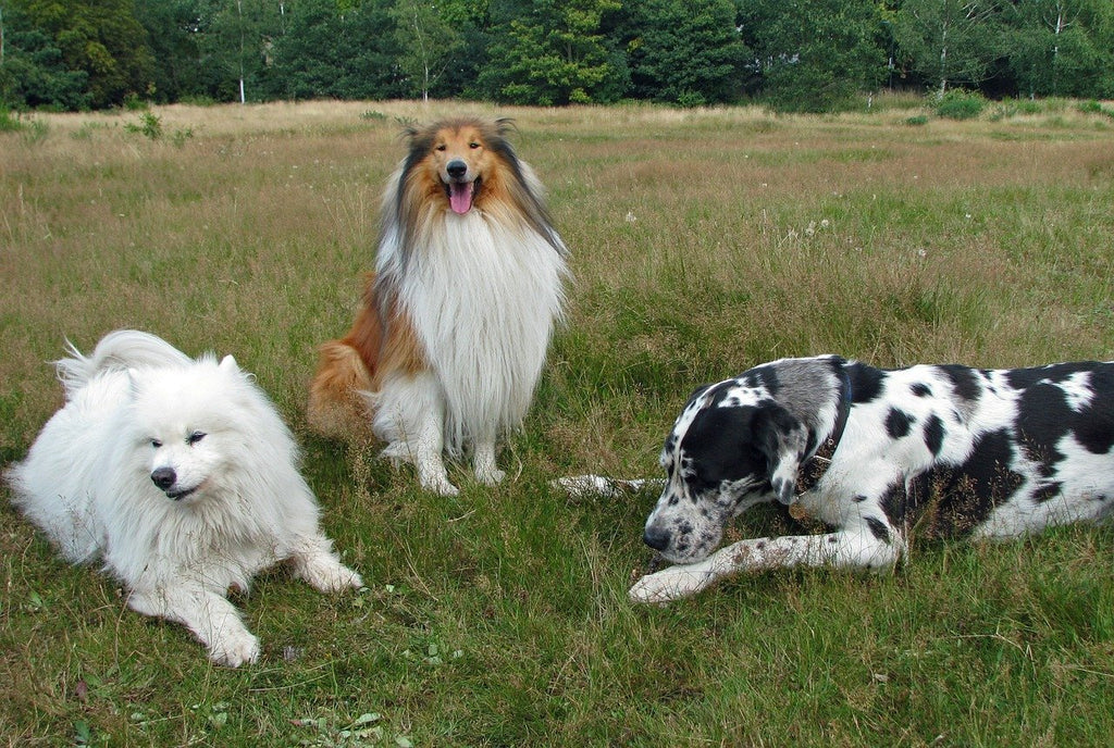 Dog Types and Breeds