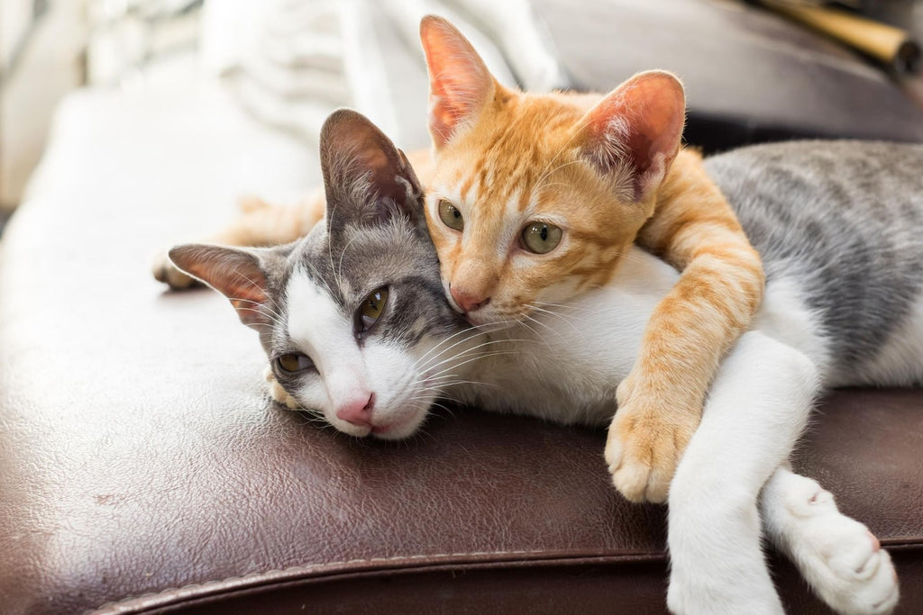 Heartworm in Cats: Causes, Symptoms and Prevention