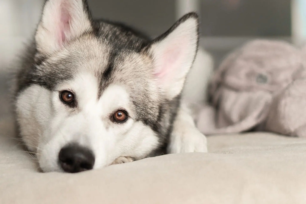 at what age should i start training my husky puppy