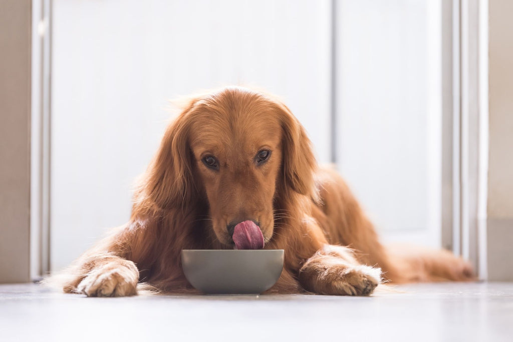 How Long Does It Take For A Dog To Digest Food?