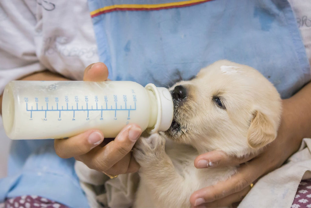 How to Feed a Puppy and Kitten: Basic Feeding Guidelines