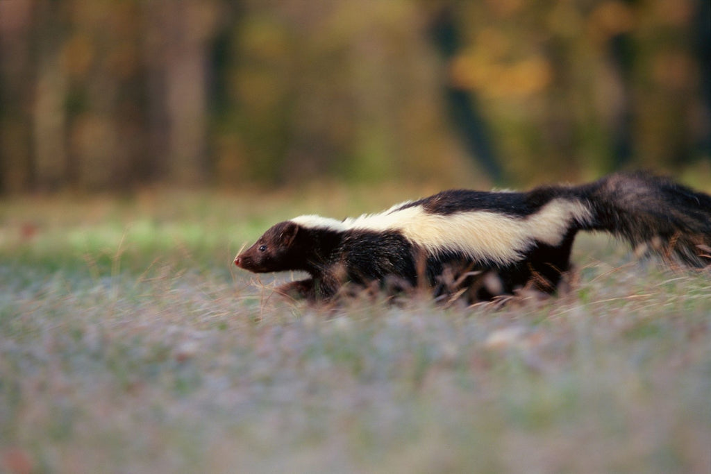 Comment enlever l'odeur de mouffette de votre chien ?