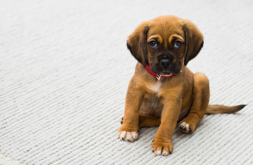 Puppy Potty Training