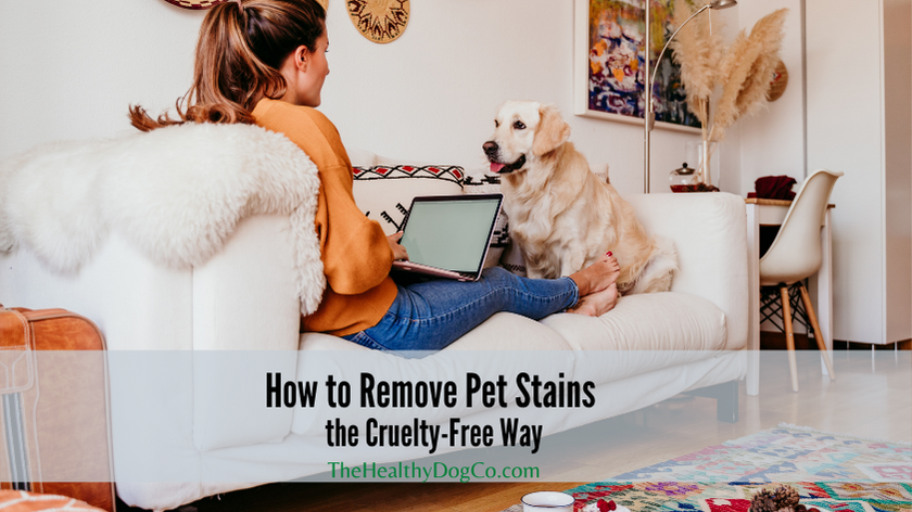 How to Remove Pet Stains the Cruelty Free Way The Healthy Dog Co