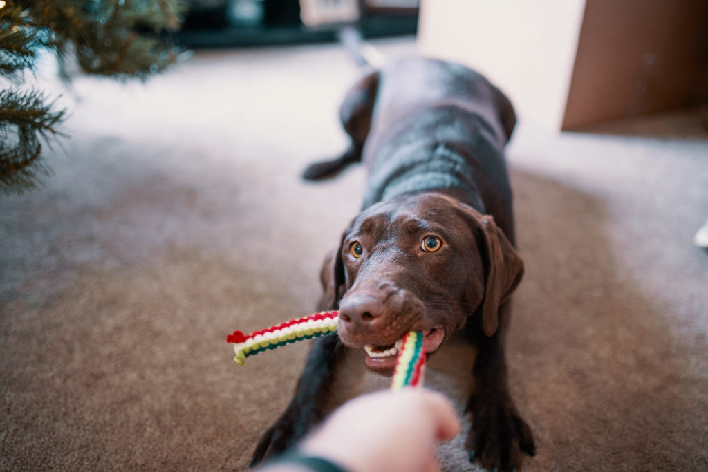 Is Your Dog Shampoo Safe?