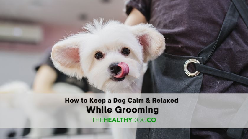 How to Keep a Dog Calm and Relaxed While Grooming