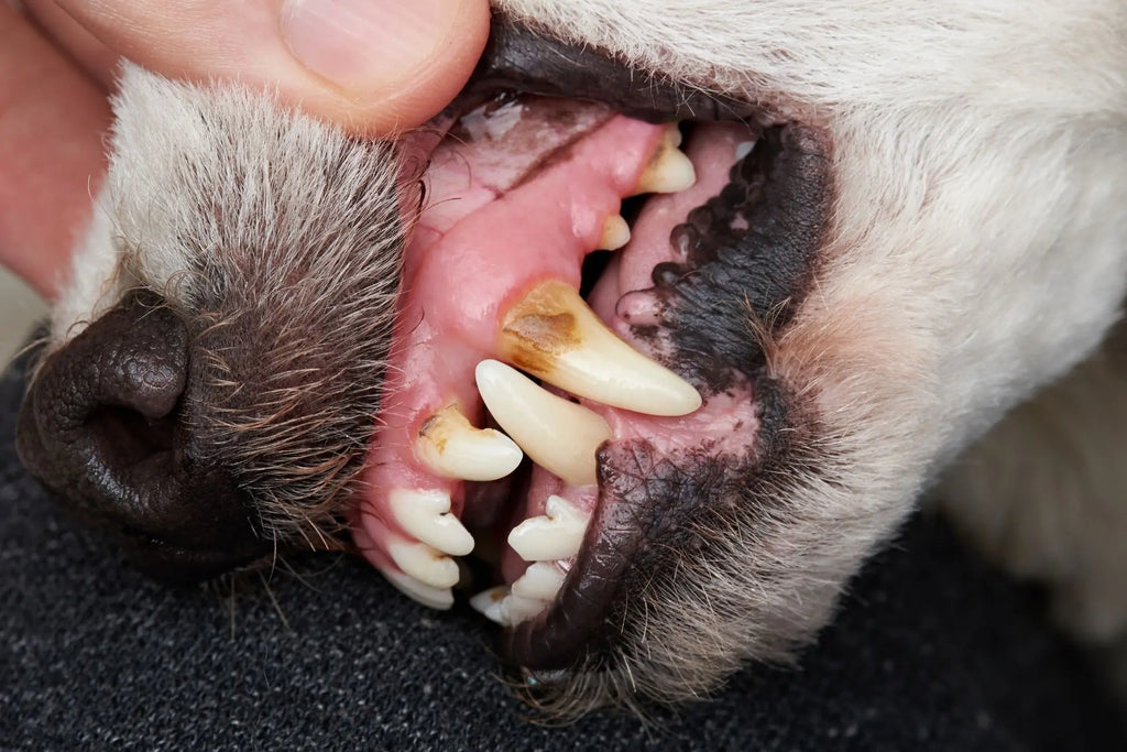 Plaque and Tartar on Your Dog’s Teeth and How to Remove It