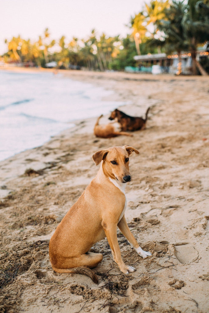 Socialising Your Puppy