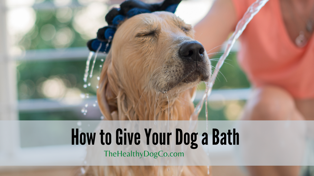 How to Give Your Dog A Bath