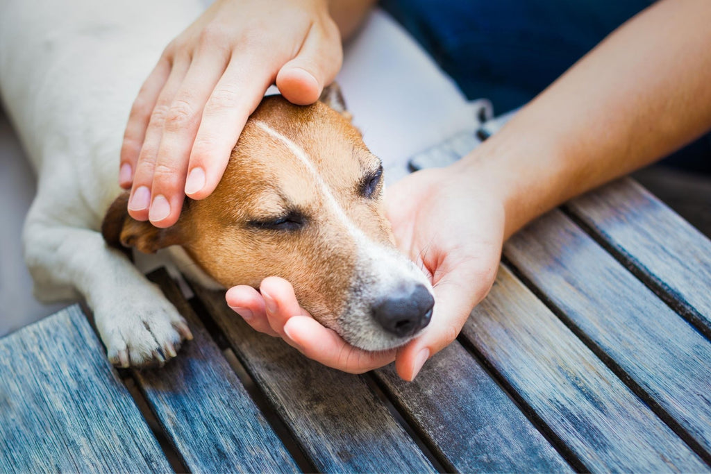 Pet Poisoning Intervention: Safe Ways to Make a Dog Throw Up