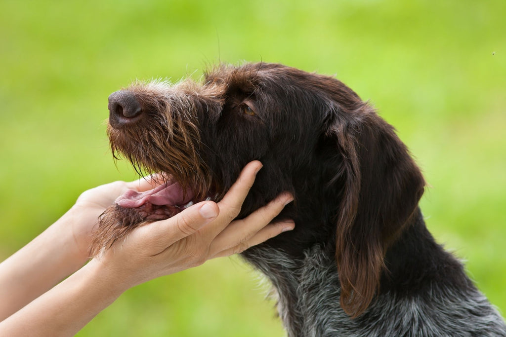 Pourquoi les chiens aiment-ils être caressés ?