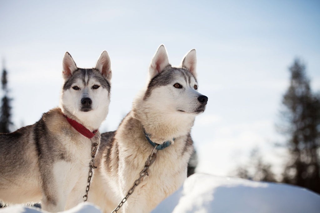 Why Do Huskies Howl  