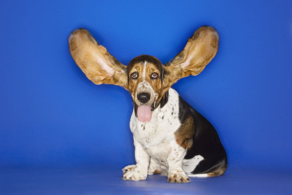 Why Do My Dogs Ears Smell?