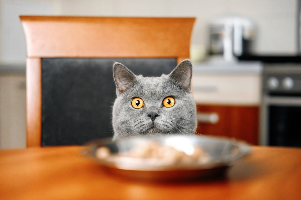 My cat is sales not eating properly