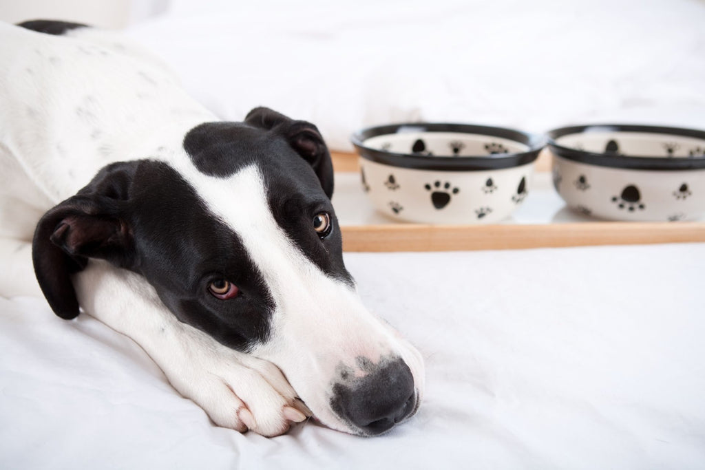 Why Is My Dog Not Eating But Drinking Water?