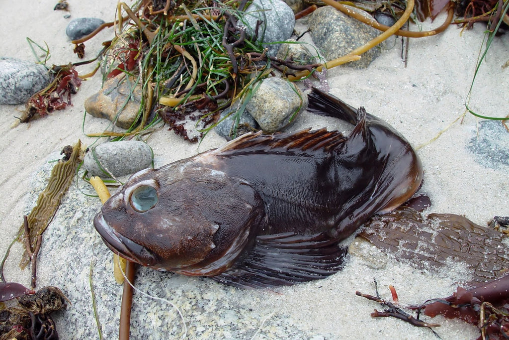 Pourquoi mon chien sent-il le poisson ?