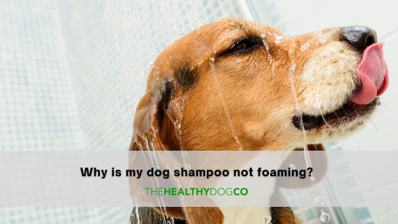 Why Is My Dog Shampoo Not Foaming?