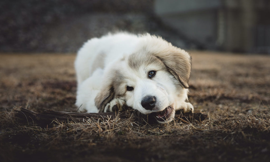 Breaking a Puppy's Chewing Habit