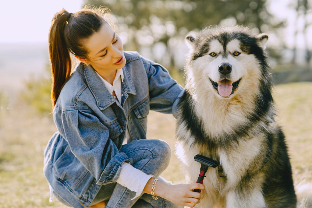 Dog Grooming