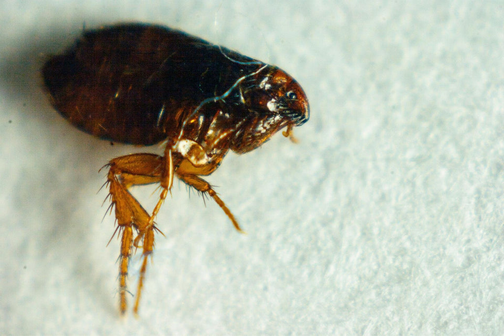 How Long Do Fleas Live On Carpet