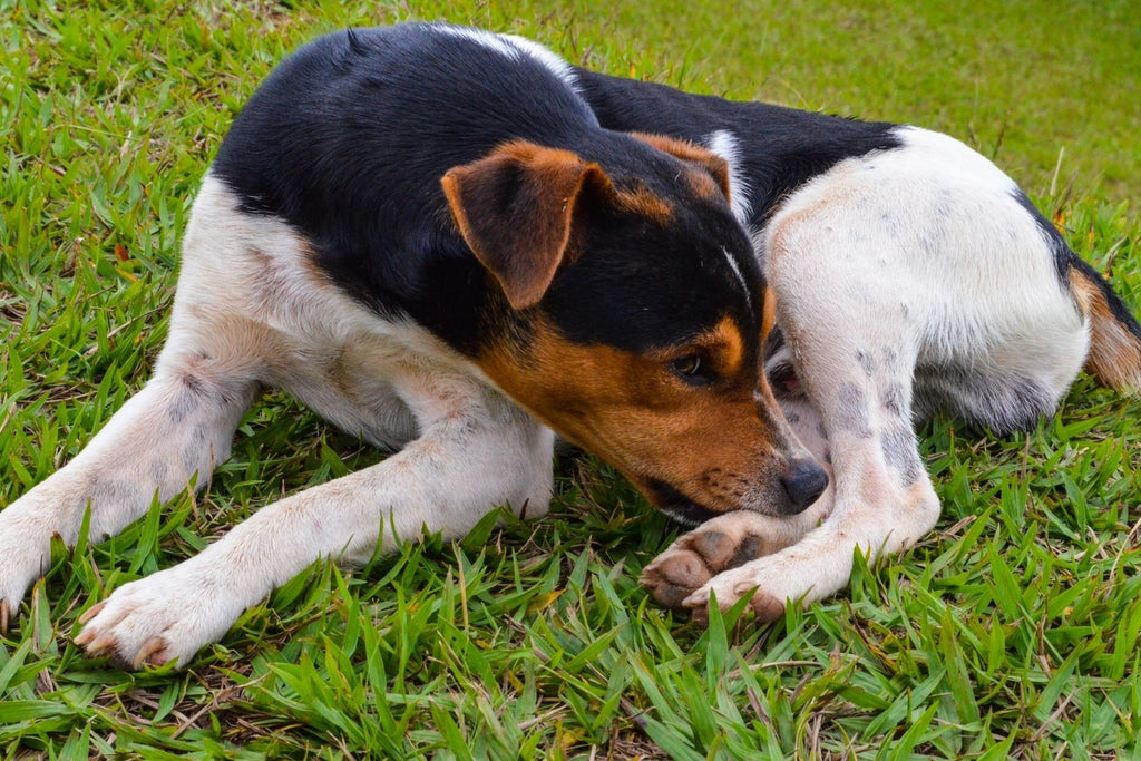 8 Reasons Why Dogs Keeps Licking, Chewing and Biting Their Paws
