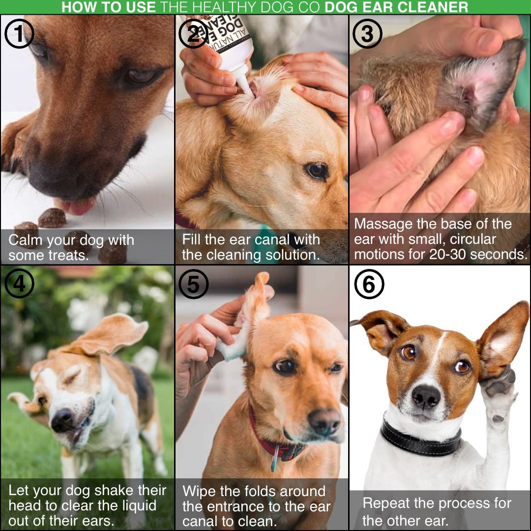 Nettoyant naturel pour oreilles de chiens