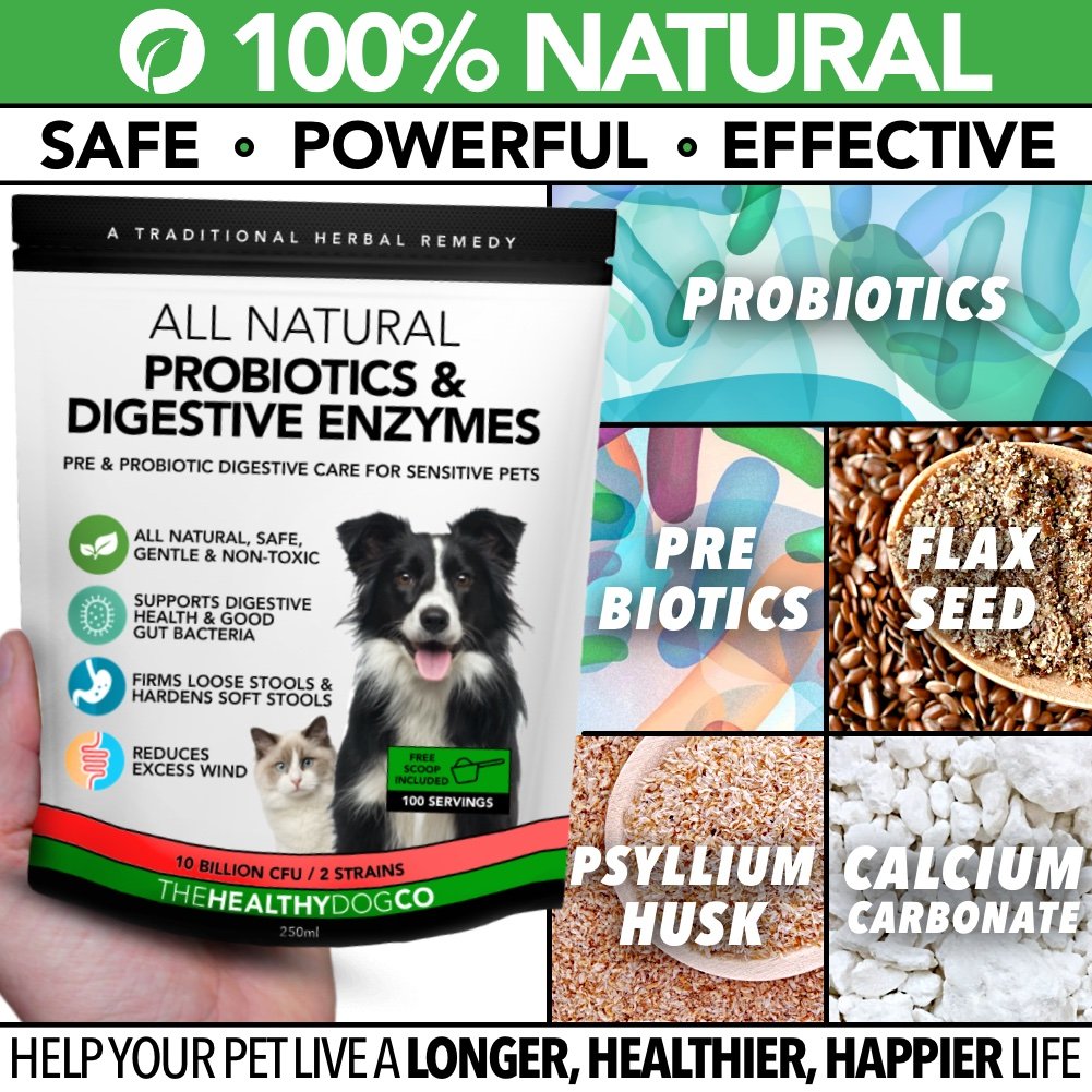 All-Natural Probiotics Digestive Enzymes for Dogs Cats - The Healthy Dog Co